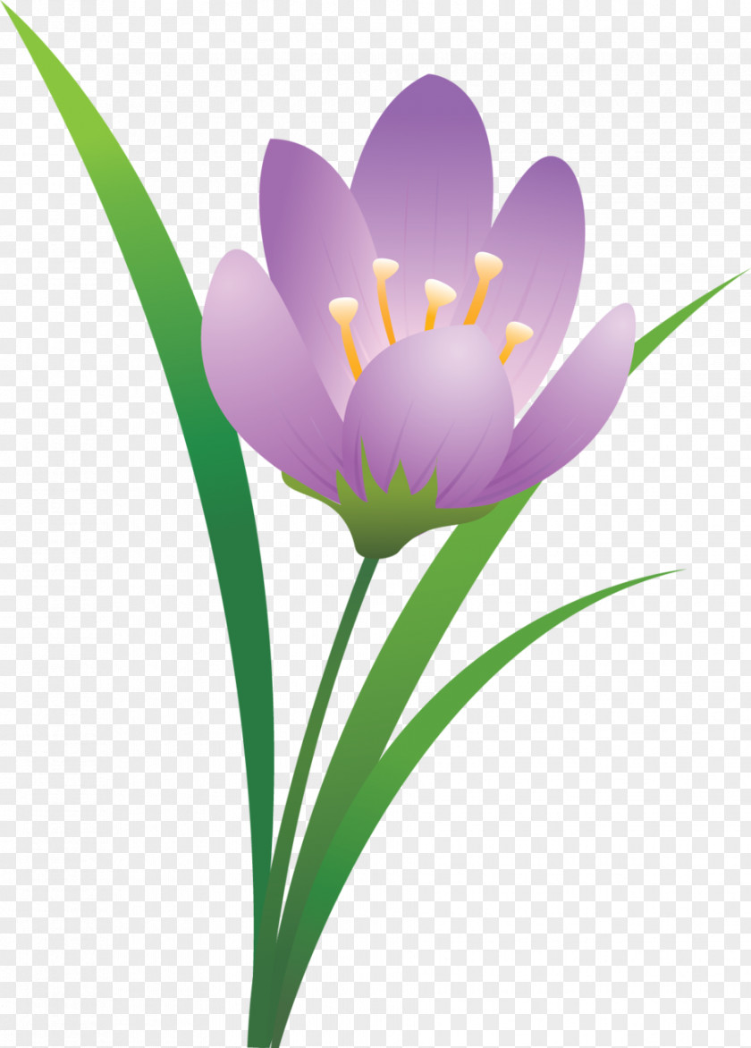 Crocus Flower PNG