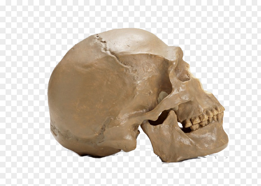 Dark Skull Skeleton Bone PNG