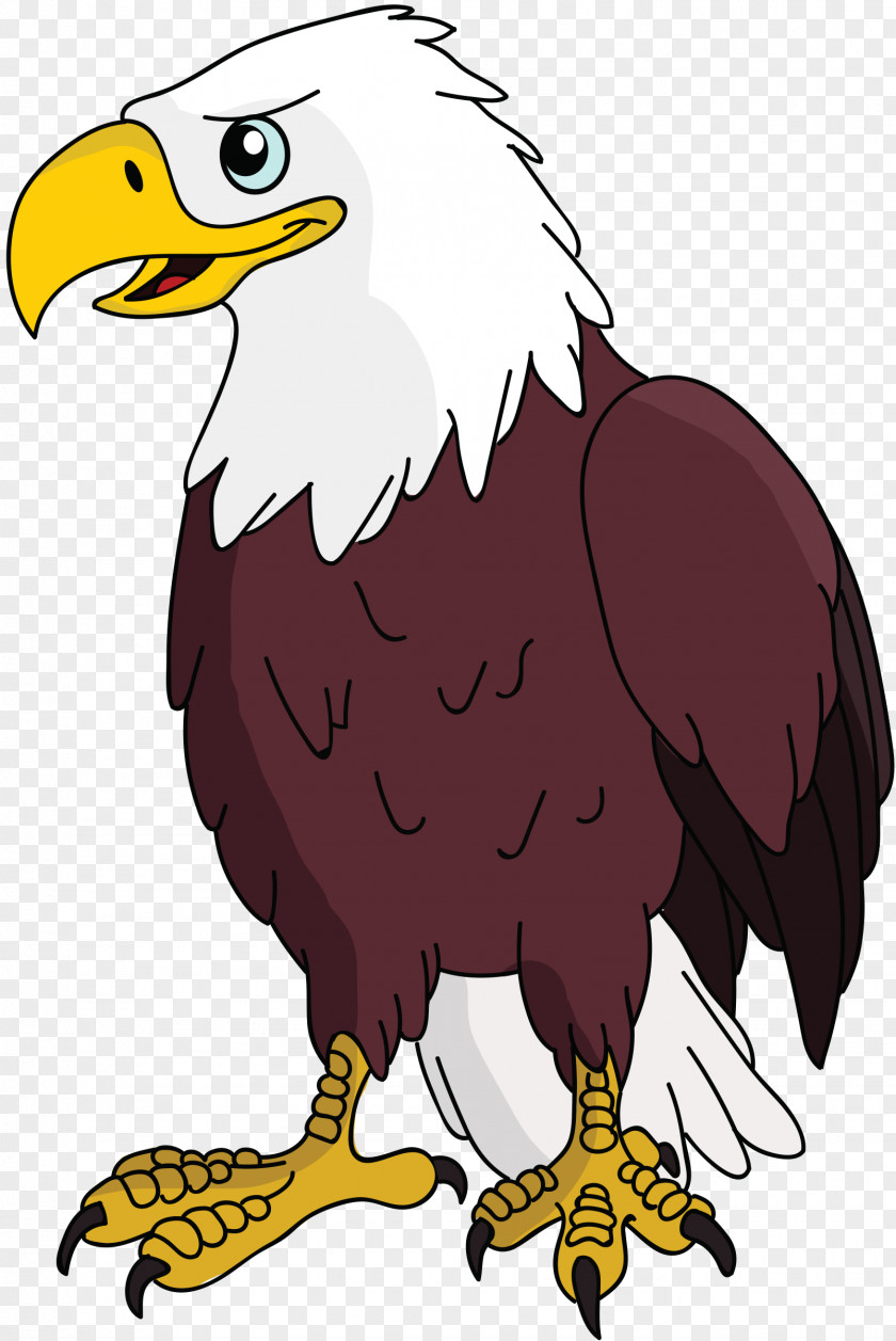 Eagle Bald Vulture Clip Art PNG