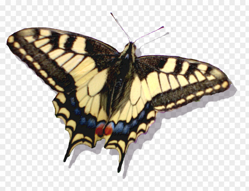 Lakota Monarch Butterfly DeviantArt Moth PNG