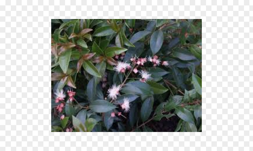 Plant Common Lilly Pilly Acmena Tree Shrub PNG