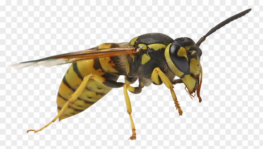 Salsa Night Bee Sting Characteristics Of Common Wasps And Bees Vespula PNG