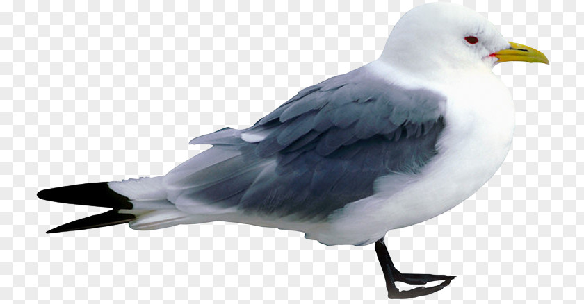 Bird European Herring Gull Great Black-backed Clip Art PNG