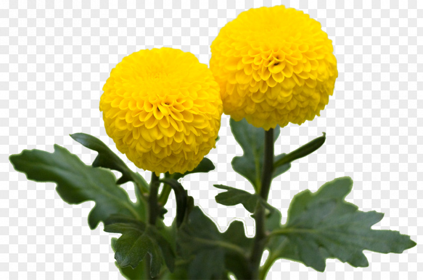Chrysanthemum Calendula Officinalis Flower Yellow PNG