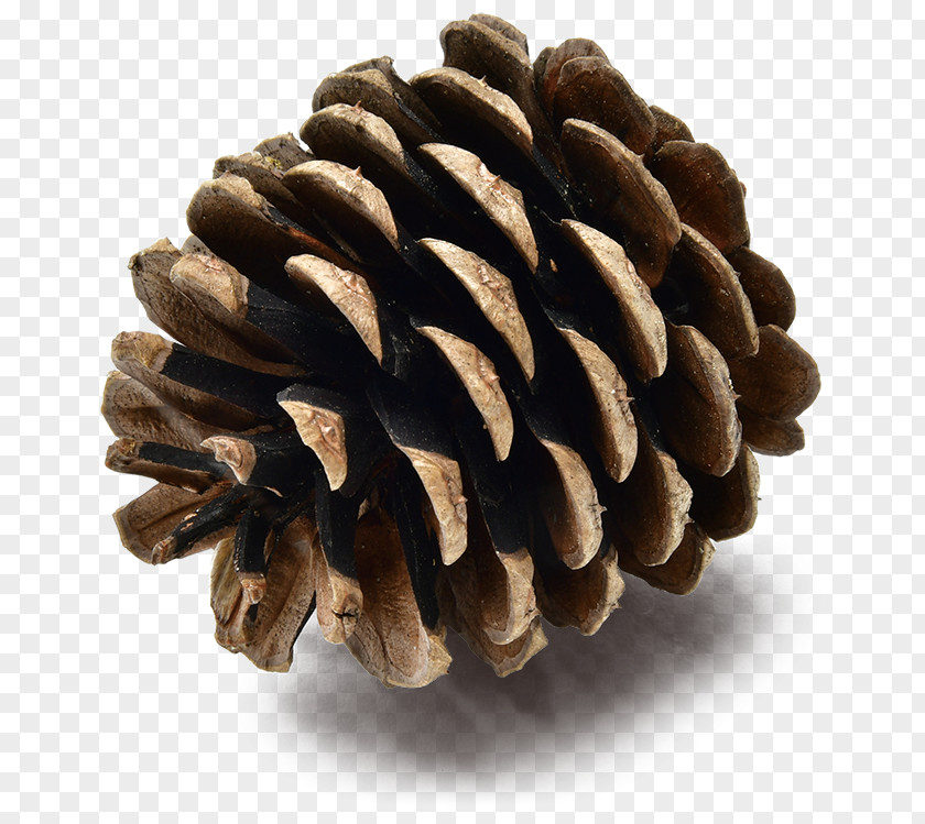 Pine Nut Sugar White Conifer Cone Red Lodgepole PNG