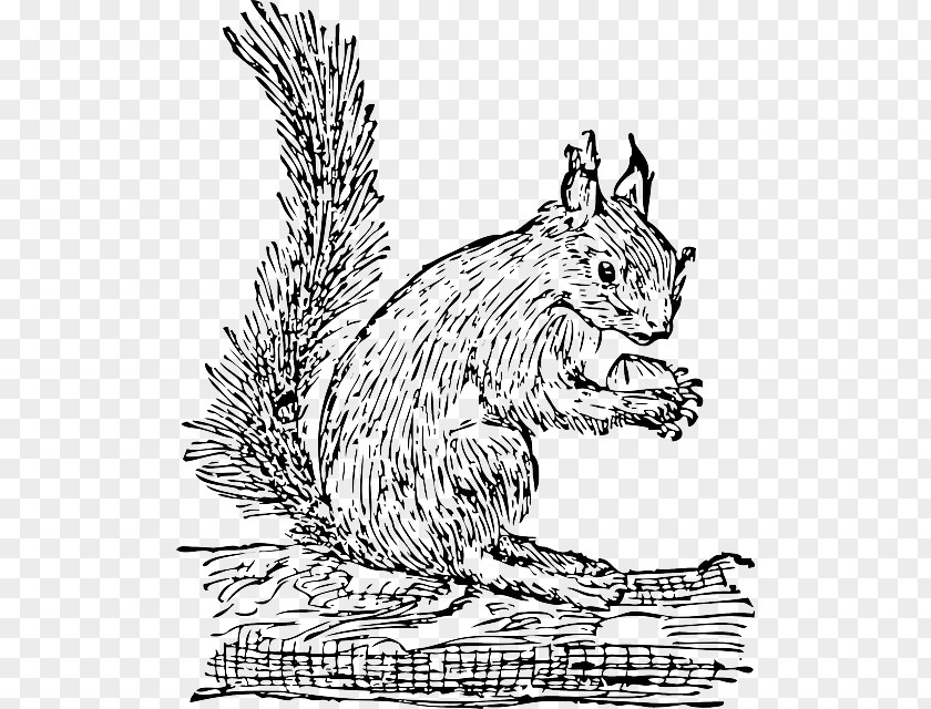 Squirrel Eastern Gray Rodent Clip Art PNG
