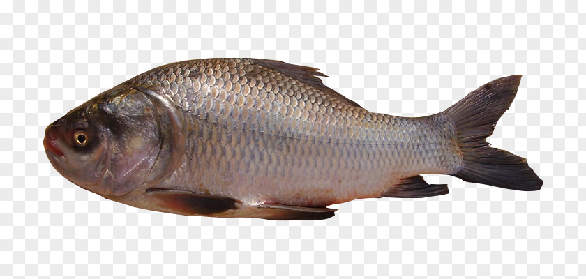 Tilapia Catla Carp Freshwater Fish PNG