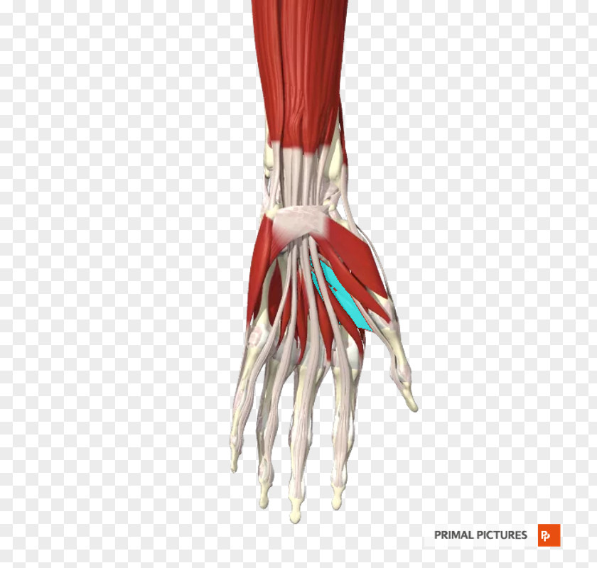 Ulnar Nerve Finger Shoulder PNG