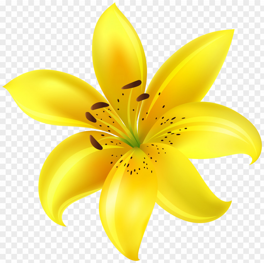 Yellow Flower Clip Art Image Petal Cut Flowers PNG