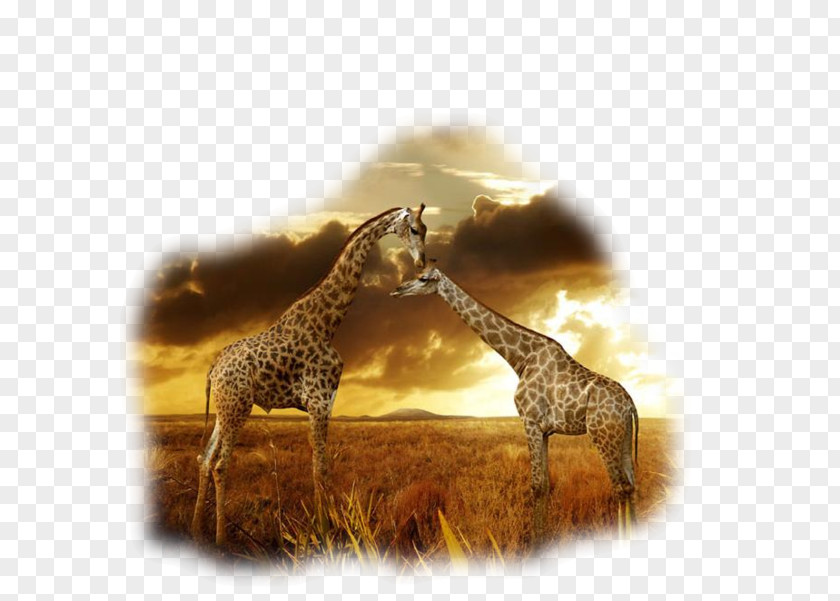 Animal Couple Wildlife Photography The African Savanna Northern Giraffe Camelopardalis Desktop Wallpaper PNG