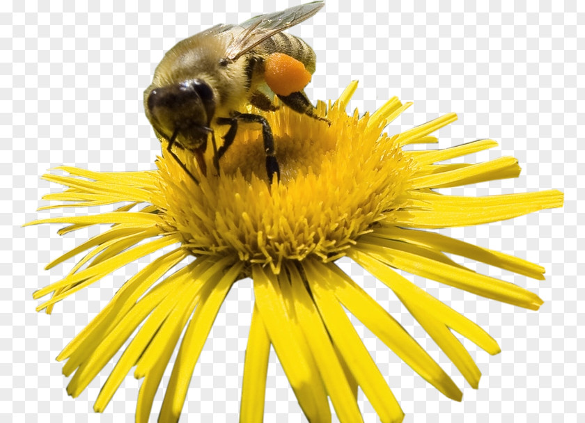 Bee Honey Bumblebee Nectar PNG