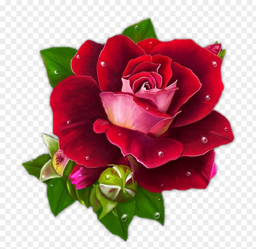 Burgundy Flowers Rose Graphic Design Morning Clip Art PNG