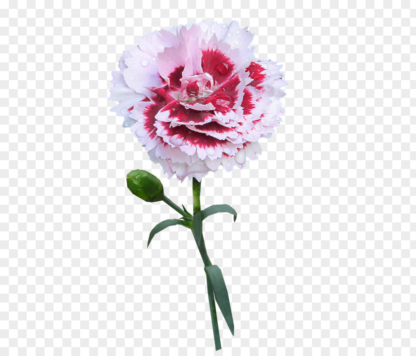 Flower Carnation Image Photograph PNG