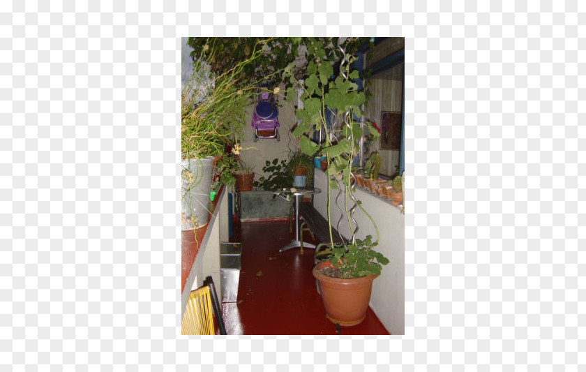 Flower Flowerpot Property Houseplant Herb PNG