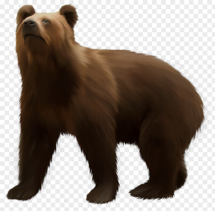 Bear Grizzly American Black Brown Clip Art PNG