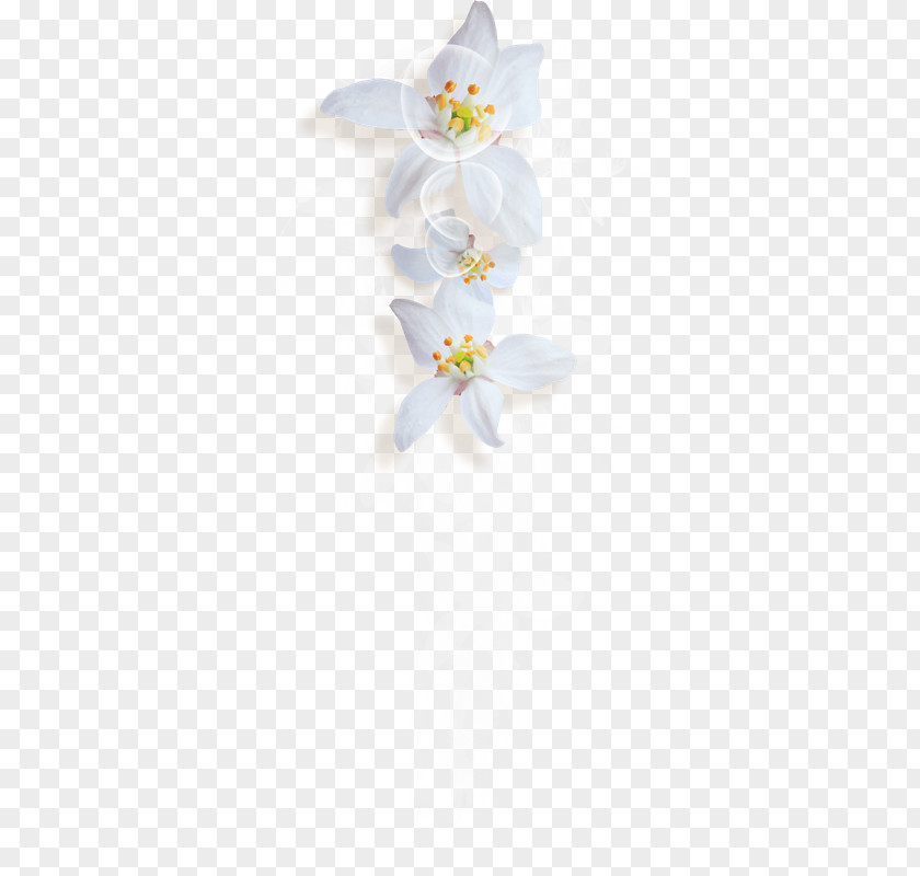Design Moth Orchids Cut Flowers Floral PNG