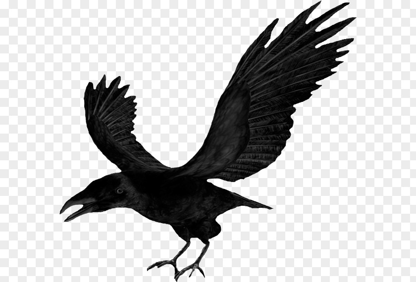 Flying Raven Download Clip Art PNG