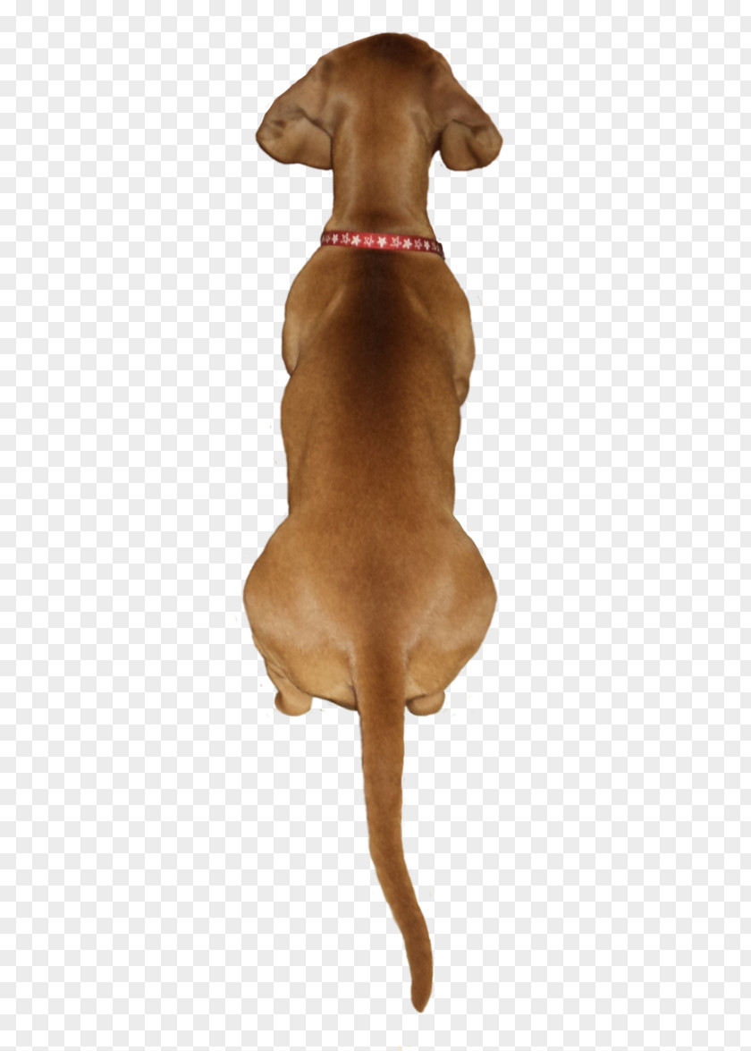 Puppy Vizsla Redbone Coonhound Dog Breed Black And Tan PNG