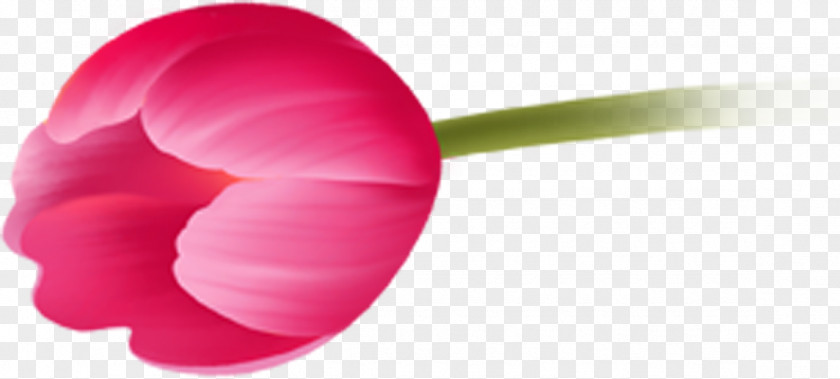 Tulip Petal Close-up Magenta PNG