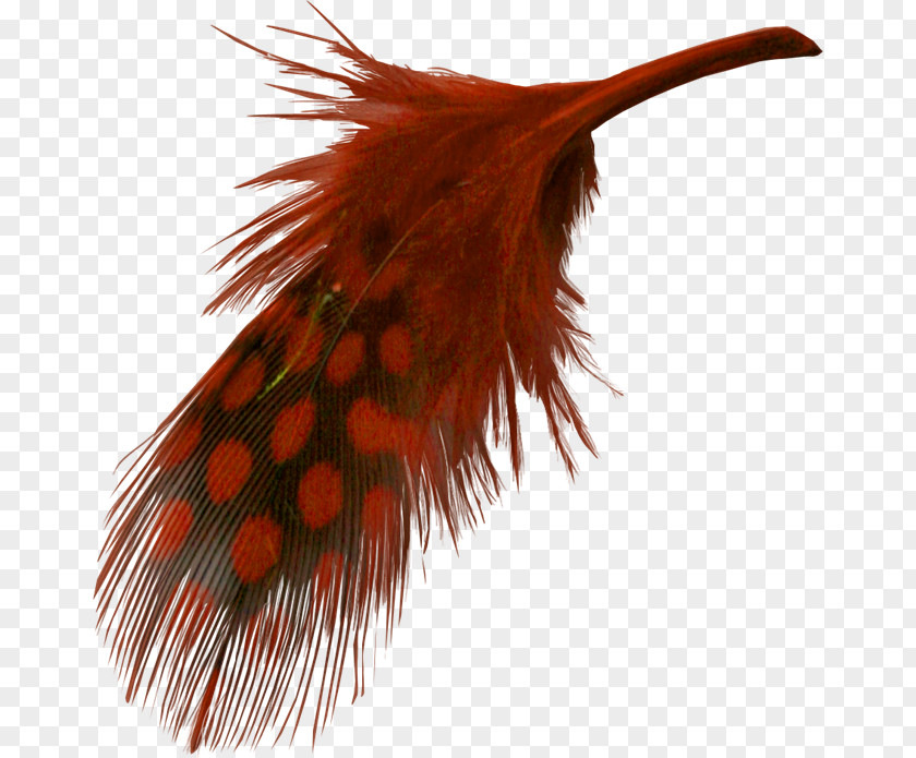 Brown Feathers Feather Computer File PNG