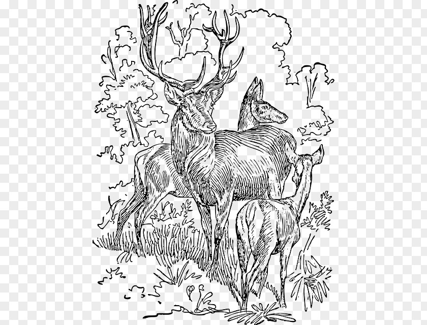 Deer White-tailed Red Reindeer Moose PNG