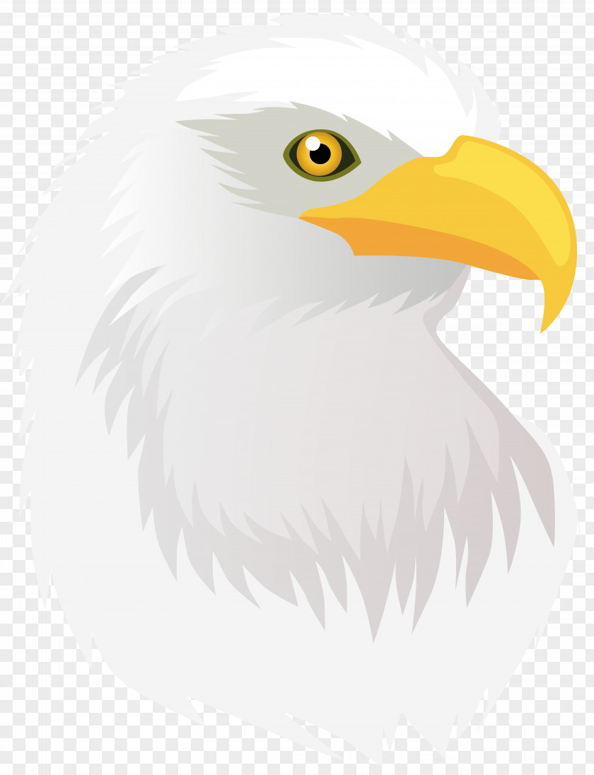 Eagle Head Transparent Clip Art Image Bald Hawk PNG