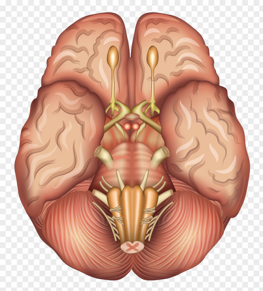 Human Brain Model Anatomy Sagittal Plane Pituitary Gland PNG