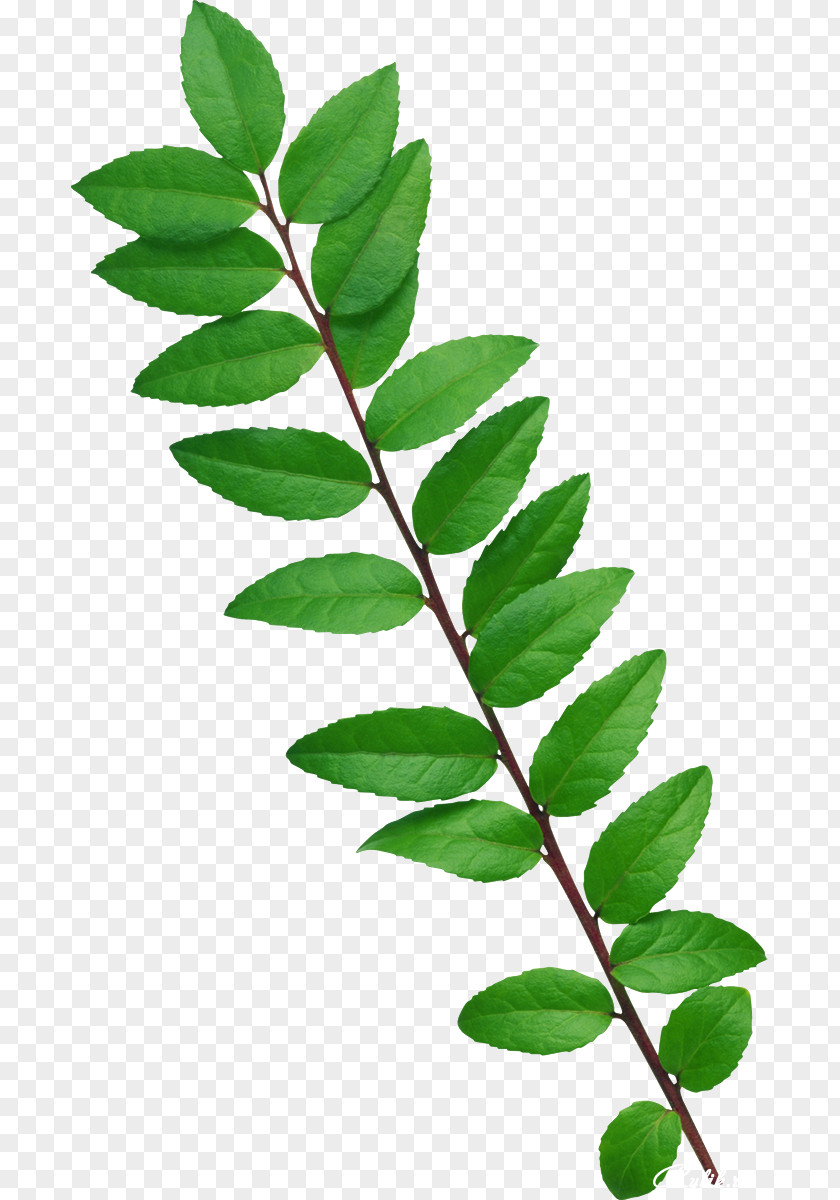 Leaves Pattern PNG