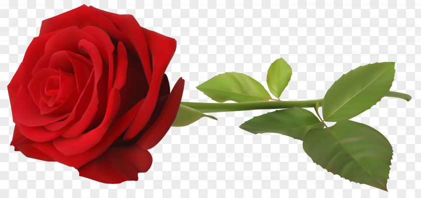 Red Rose With Stem Transparent Clip Art Image Wallpaper PNG