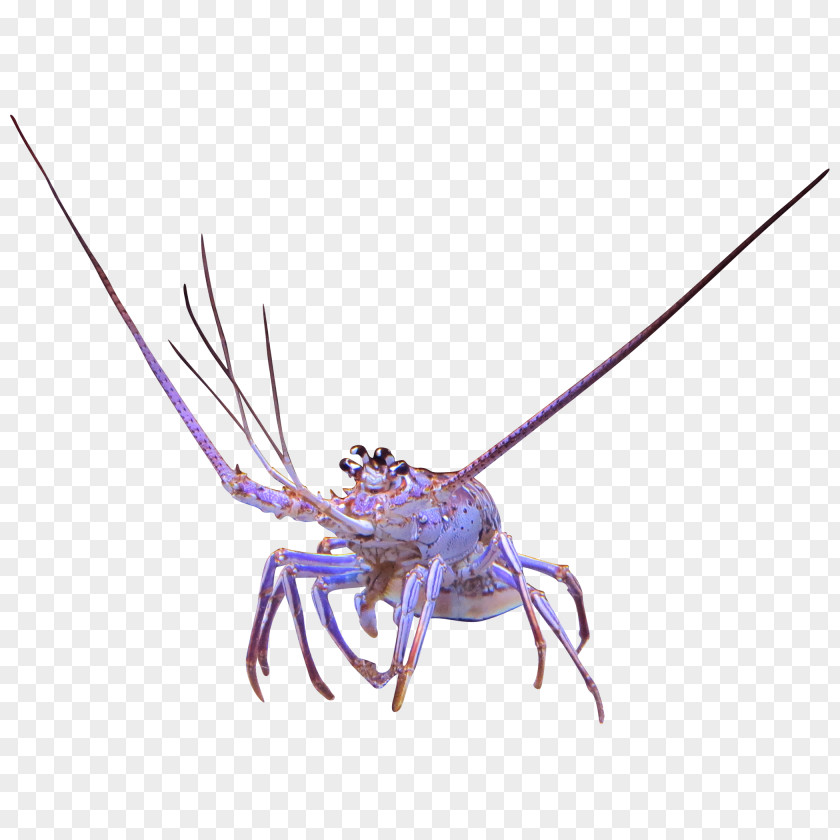 Spiny Lobster Freshwater Crab Crayfish PNG lobster crab Crayfish, lobsters clipart PNG