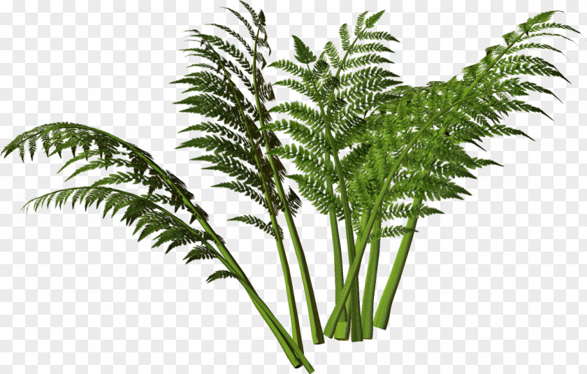 Vegetable Water Spinach Aklan Language English PNG