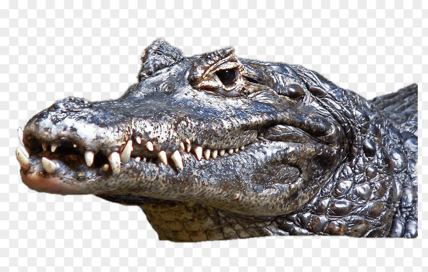 Crocodile Black Caiman Alligators Cuvier's Dwarf PNG