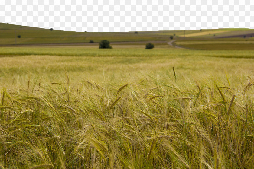 Green Wheat Field Barley Triticale Cereal PNG