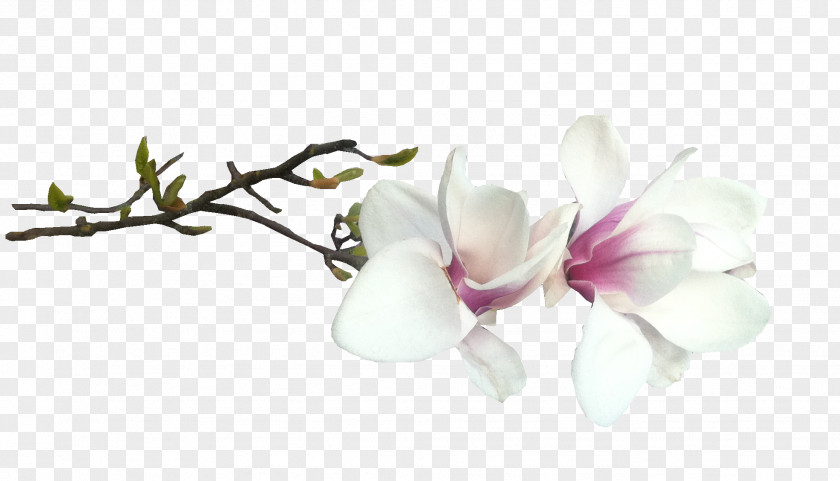 Kartikeya Administration Of Nakhodka City District Flower Blossom Southern Magnolia PNG