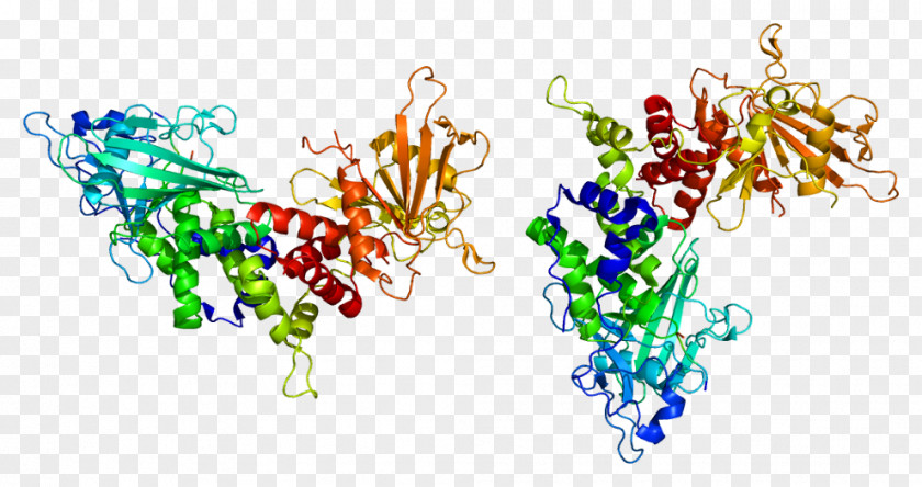 PTPRC Protein Tyrosine Phosphatase CD90 Human Leukocyte Antigen PNG