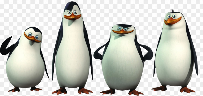 Animation Kowalski Madagascar Skipper Film PNG