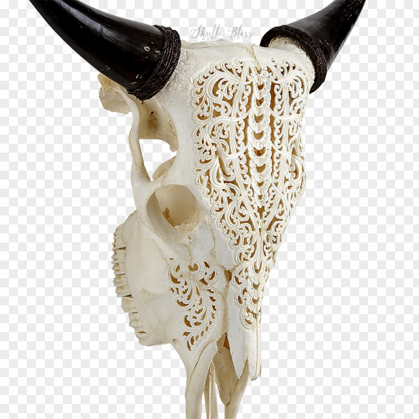 Buffalo Skull Cattle XL Horns Animal PNG