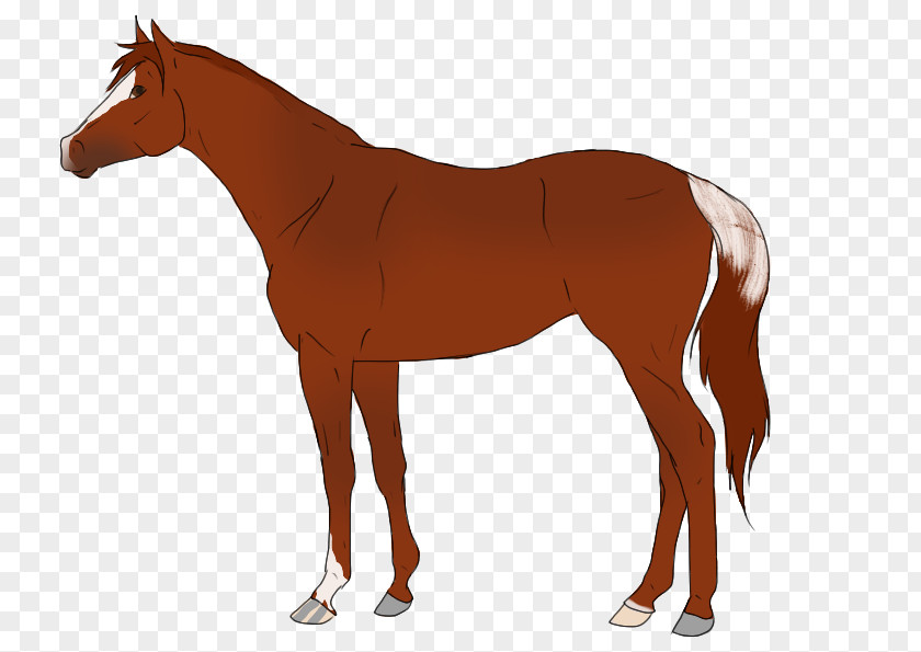 Secretary Horse Blanket Cob Pintabian Equestrian Stallion PNG
