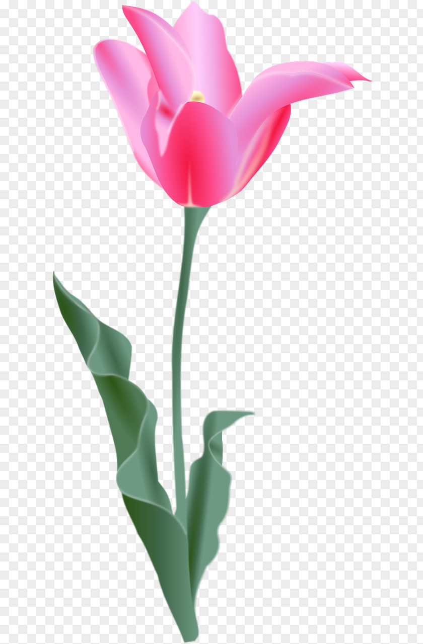 Tulip Flower Clip Art PNG