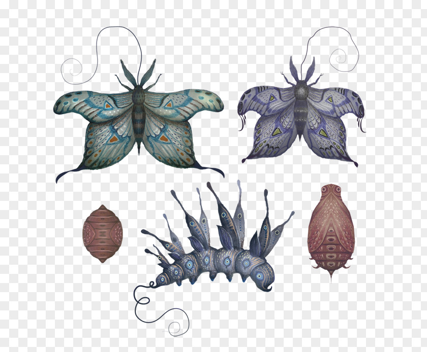 Butterfly Insect Wing Graphics Illustration PNG