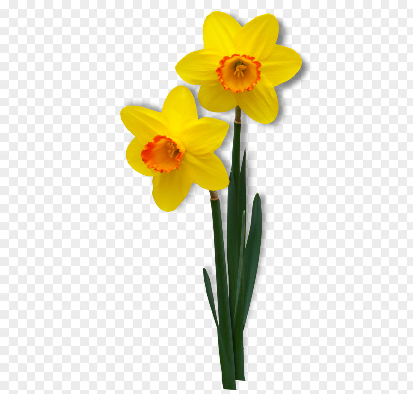 Jonquille Clip Art Image Daffodil Flower PNG