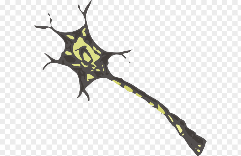 Notice Neuron Nervous System Clip Art Brain Nerve PNG