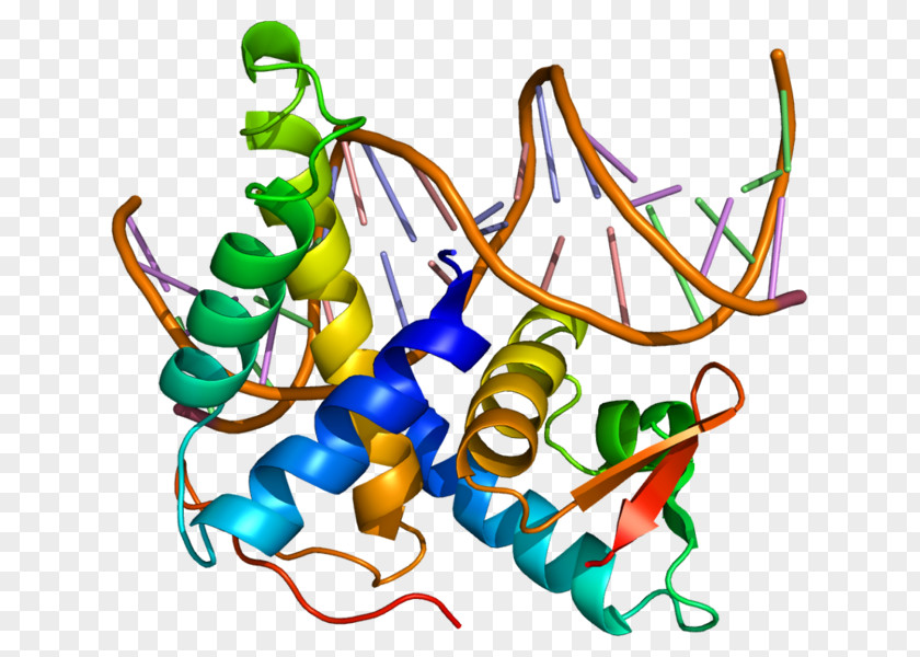 TFDP2 E2F5 E2F4 Protein PNG