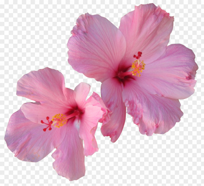 Tropical Flower Hibiscus Tea Hair PNG