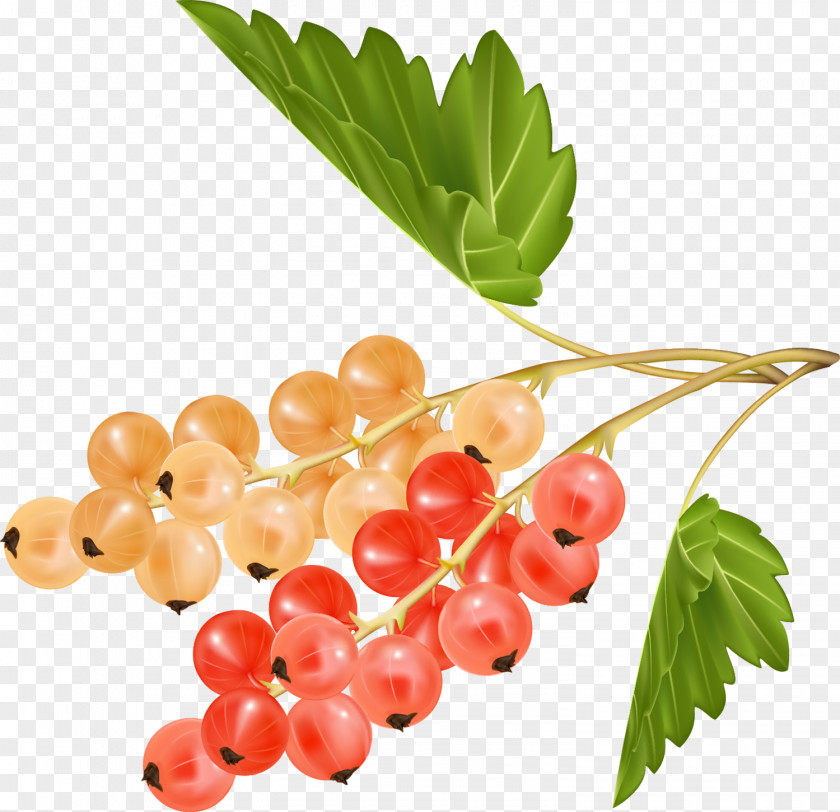 Wine Gooseberry Grape Zante Currant Fruit PNG