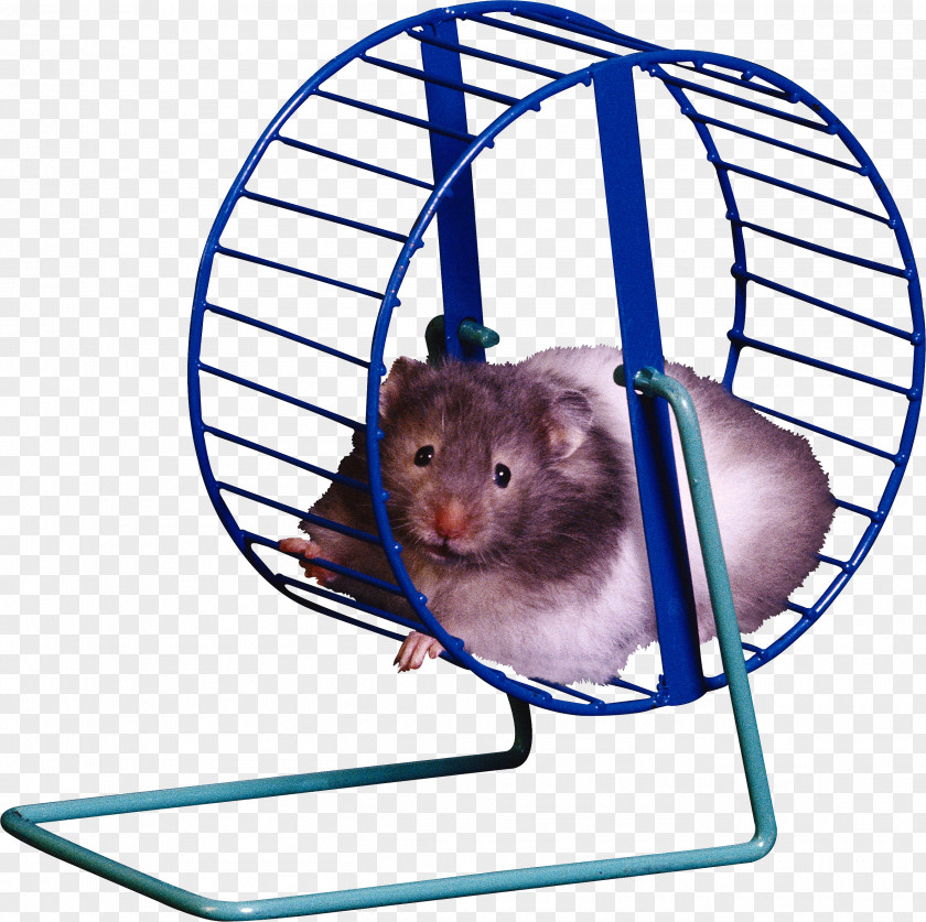 Cage Hamster Wheel Clip Art PNG