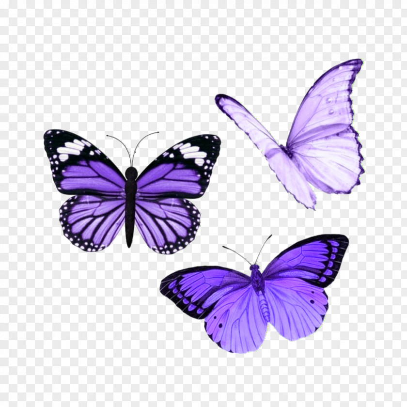 Insect Clip Art Image Glasswing Butterfly Menelaus Blue Morpho PNG