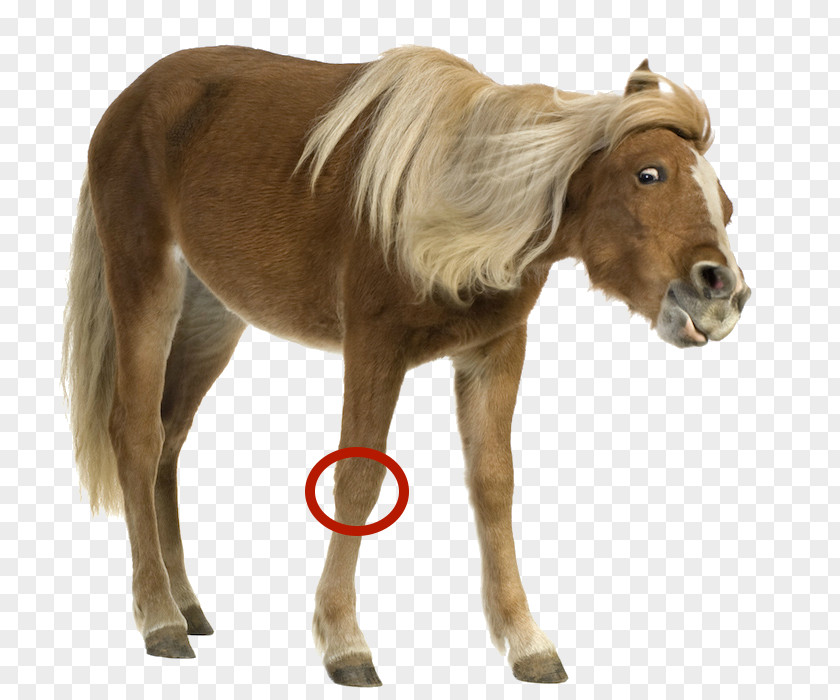 Mustang Shetland Pony Mane Foal PNG