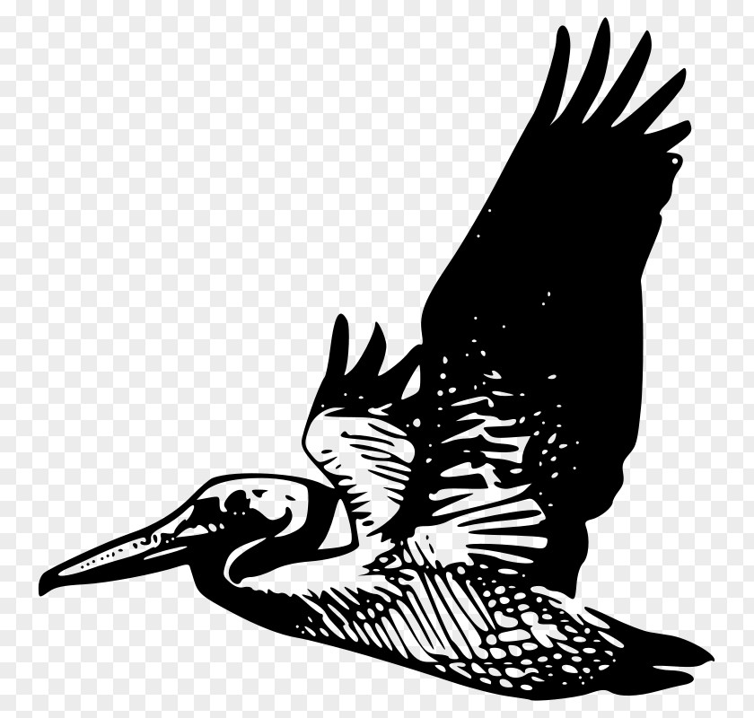 Pelican Clip Art PNG