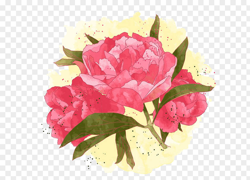 Peony Painting PNG